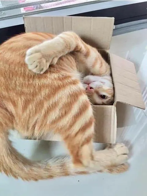 if it fits, it sits