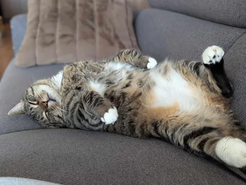 Jimmy was 9 years old when he was adopted from our shelter last year. I think he’s doing well.