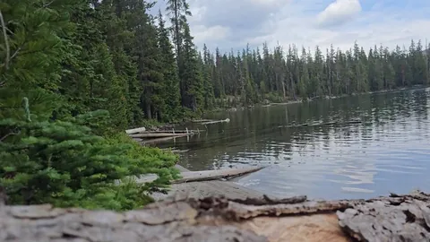 It's fun to hide from Millie