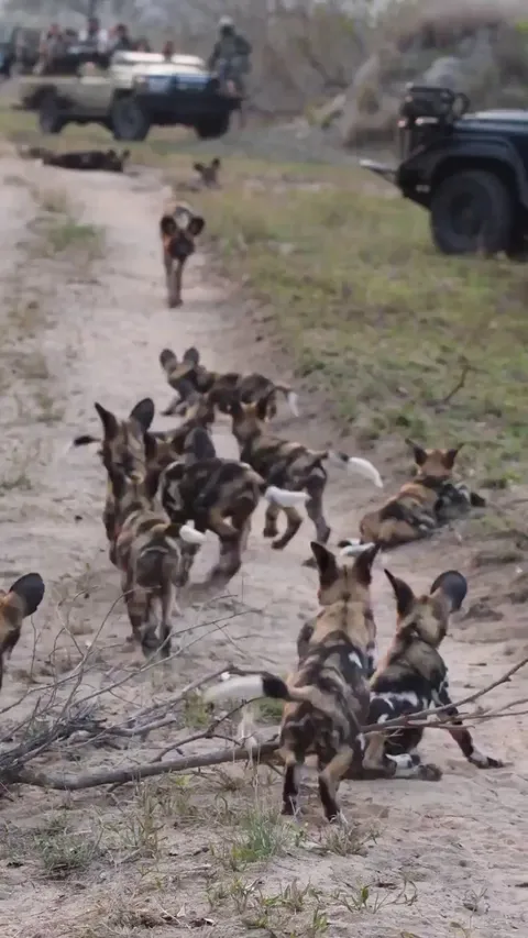 🔥A pack of Painted Dog puppies swarm one of the parents as they return from their hunt