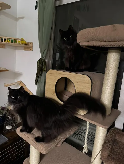 my twin maine coon babies