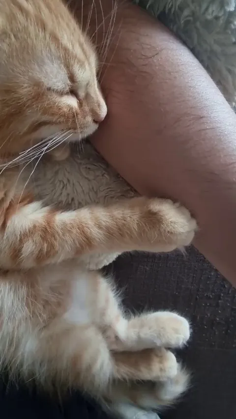 My kitten falls asleep on me, and does this when i try to leave.