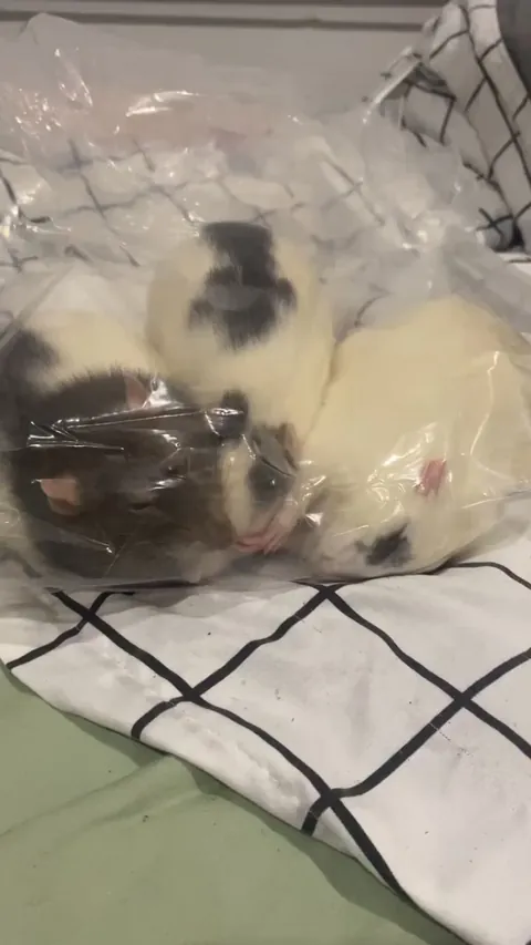 Bought a cat bed for the rattos, they chose to sleep inside of the plastic it came in instead…🤦‍♀️