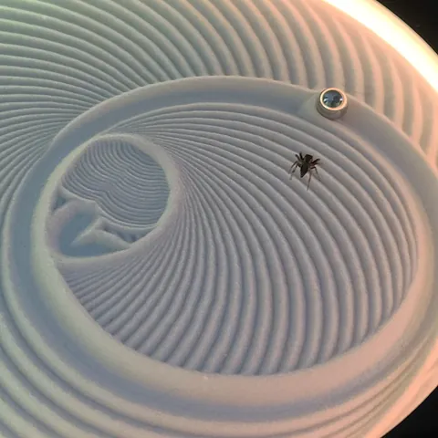 The bearing in my sand art toy attracted a jumping spider.