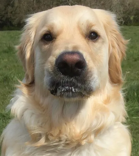 Milo’s nose has lost pigmentation as he’s gotten older