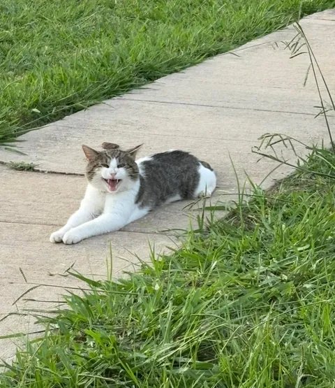 Slowly adopted by a stray