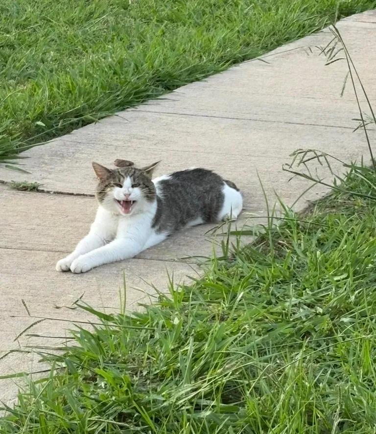 Slowly adopted by a stray