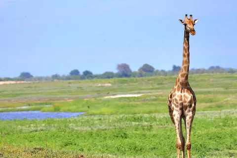 December in Botswana