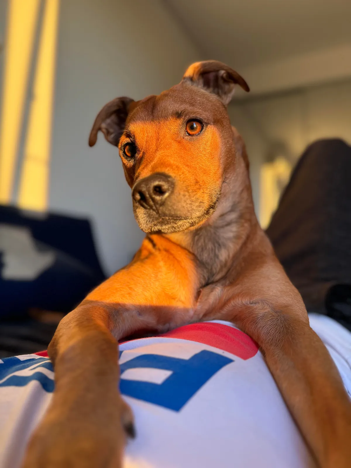 Hector is a bit of a cuddle bug, it’s the best!😘🐕