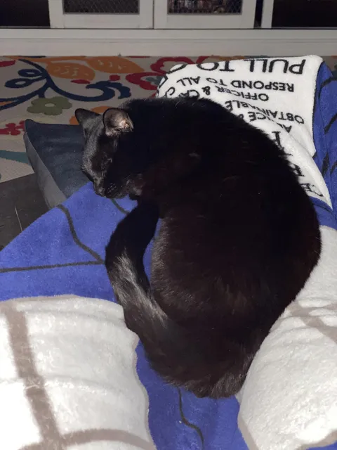 How my cat sleeps at night knowing she’ll never be put in a precarious situation in order to be “rescued” for internet views. 