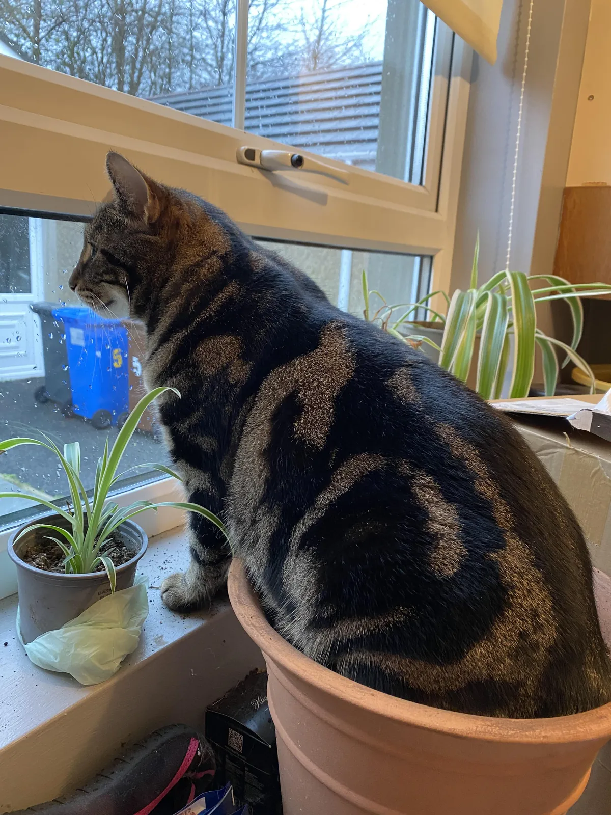 I don’t want to boast but my new cat plant is coming along nicely
