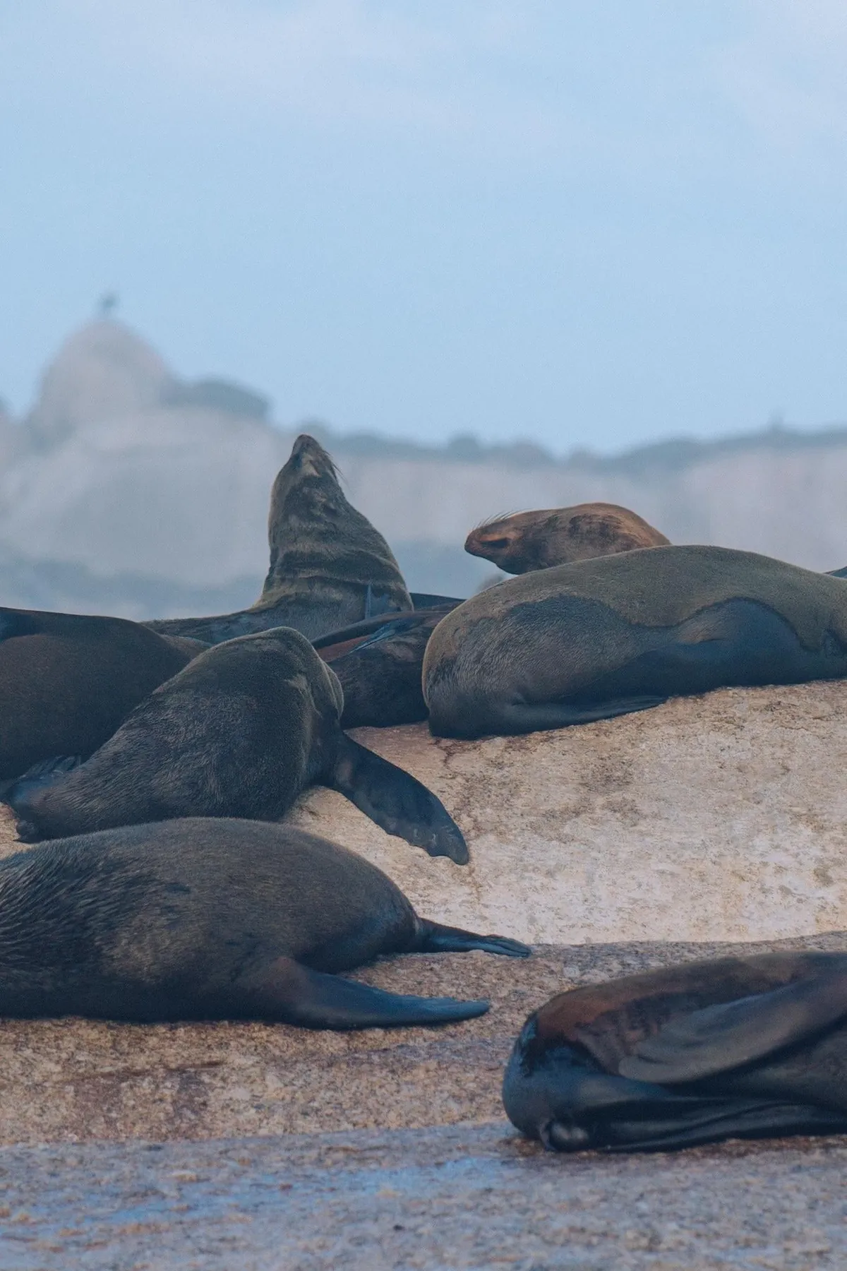 Nature focused trip to Cape Town (August 2025)