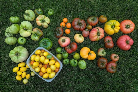 Home garden True Black Brandywine heirloom tomato Caprese salad