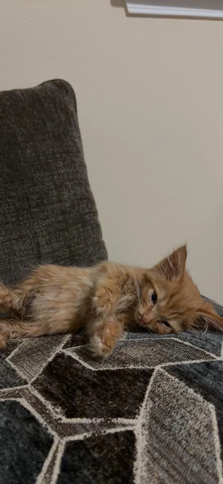 Kitten loses sibling - now having trouble with litter box training
