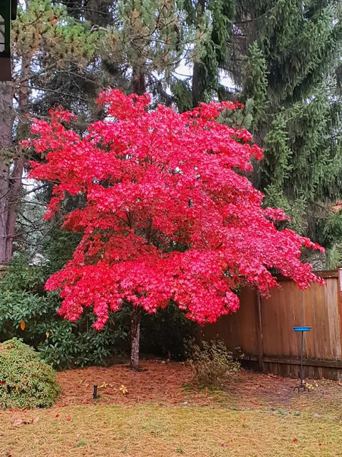 Our Osakazuki Japanese Maple loves the fall