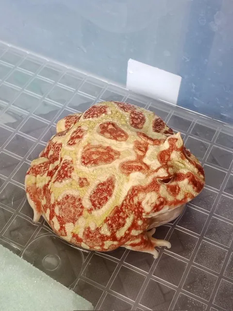 Albino PacMan Frog male