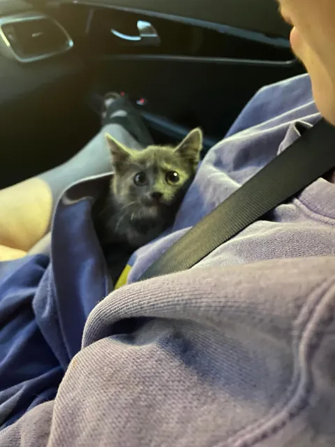 Found this stinky girl in a sonic parking lot 🥺💗