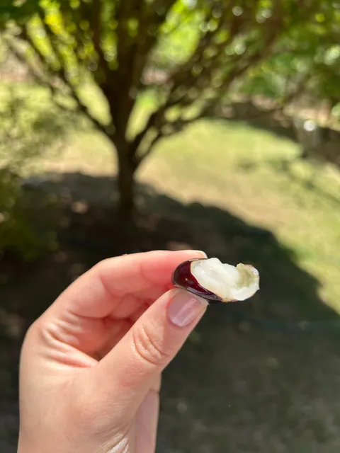 My parents’ Brazilian berry tree