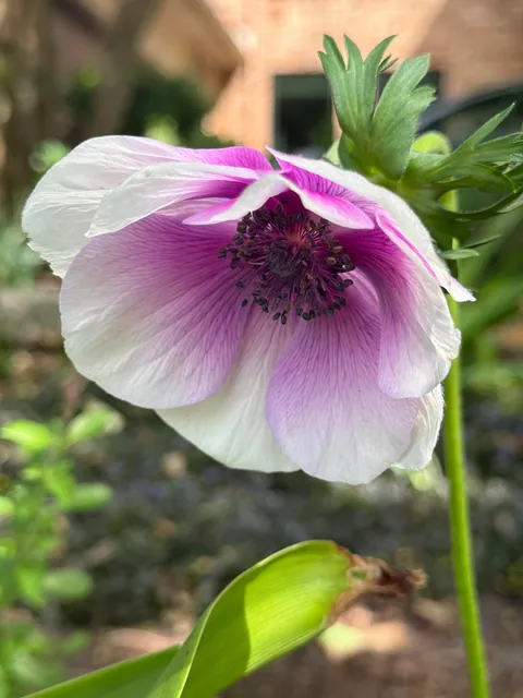 Annual garden party with my best friend!