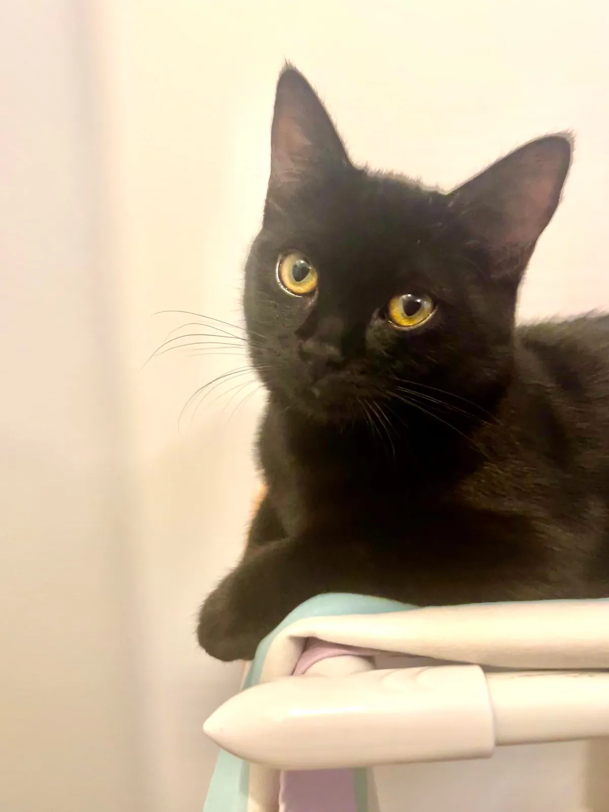 Happy National Black Cat Day to all of your babies 💕