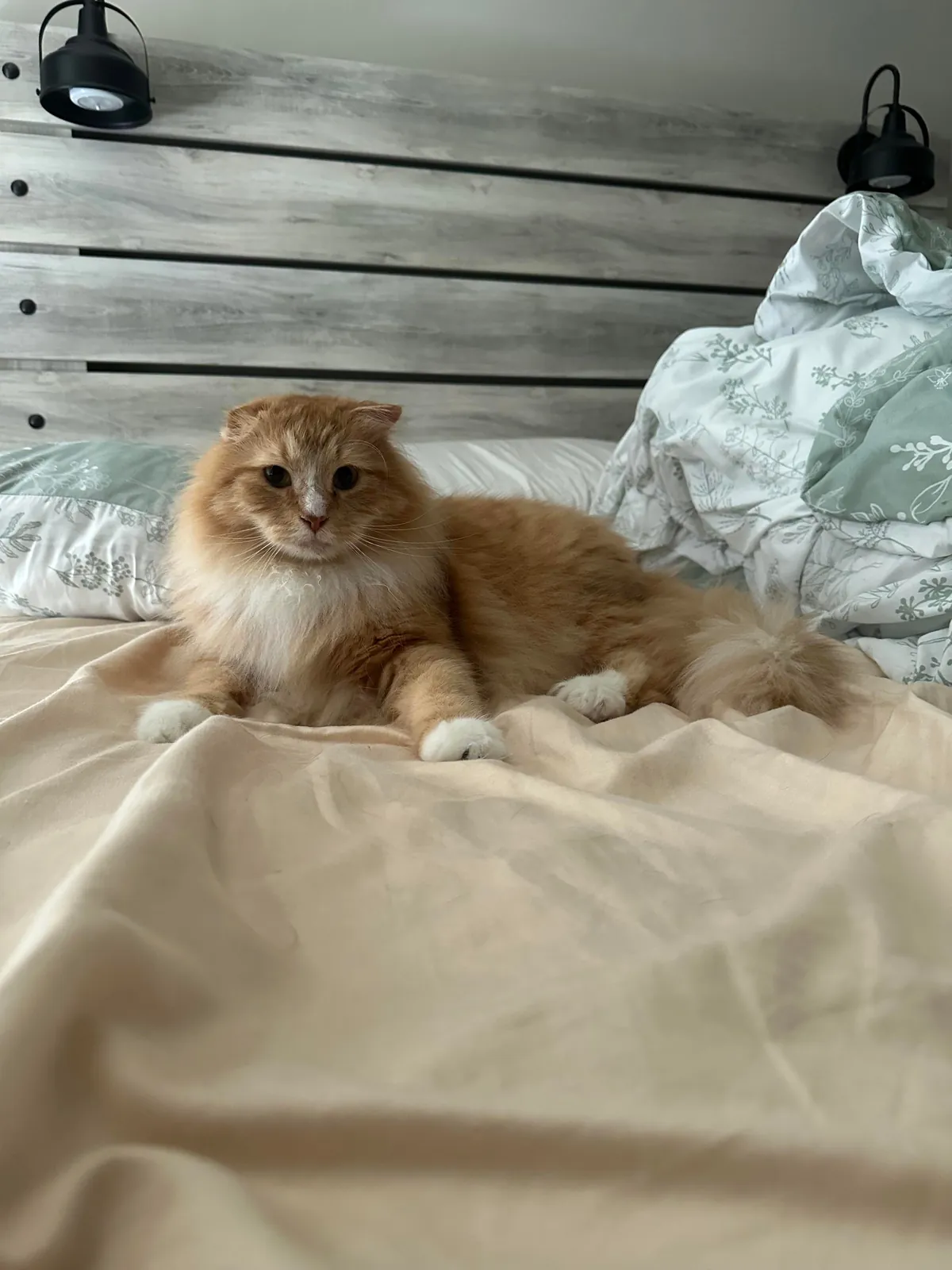 The transformation of Finnegan from forest cat to pampered city kitty