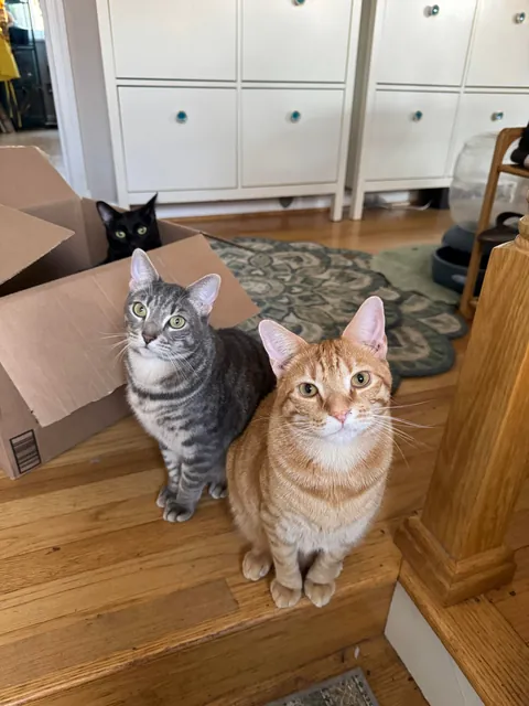 If there’s a box involved in a pic with siblings Jonesy, Reilly and Bonnie McPurray, you’ll see that Bonnie always prefers to be in the box
