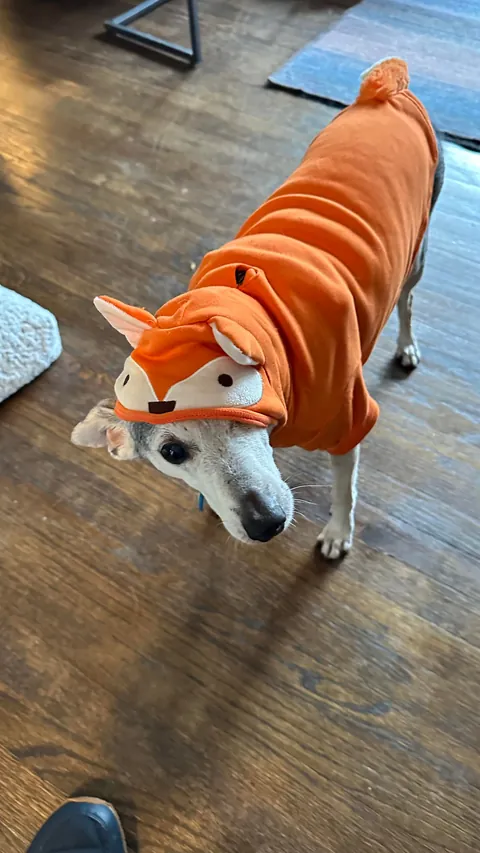 Happy pupperween!!!