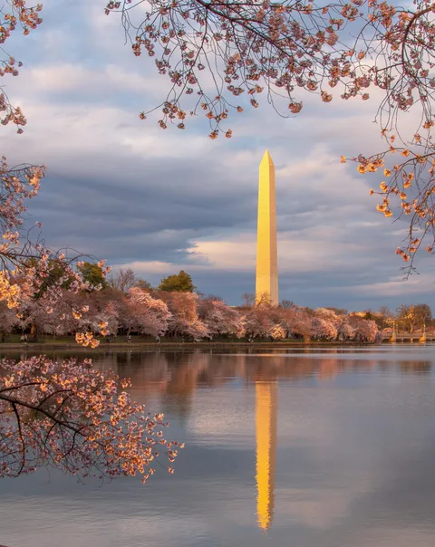 Cherry Blossoms at Golden Hour