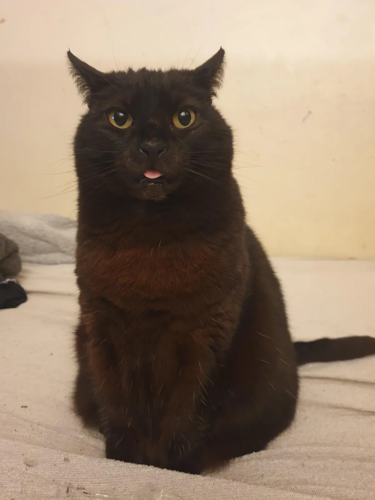 Angry blep