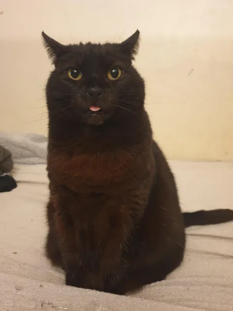 Angry blep