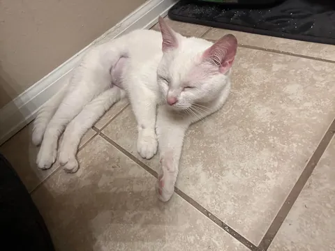 Celebrating two adorable years with this little stinker.