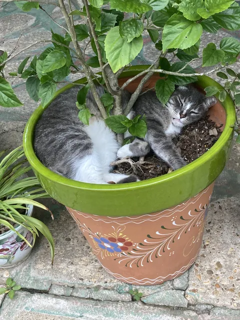 This plant fungus is a real catastrophe 🥰