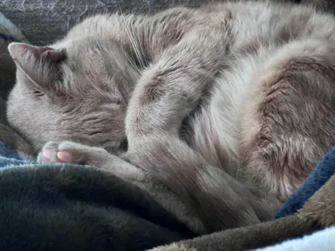 Does anyone else think about how weird it is to have a cat?