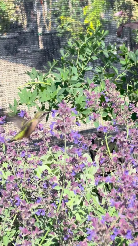 In our garden today…