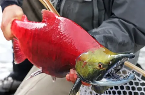 🔥 Sockeye salmon are stunningly beautiful