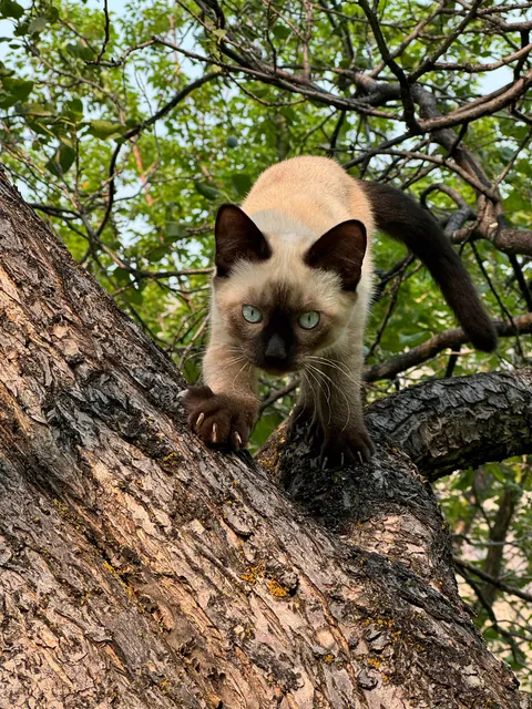 You got any one eyed cat pics to help with the pain?