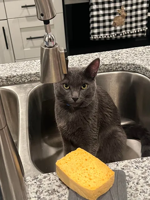 A year ago, this little nugget was found inside a Humvee. Introducing Midnight.