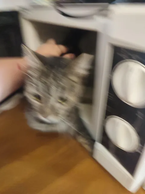 Give me the funniest/memeiest picture of your Cat that you have