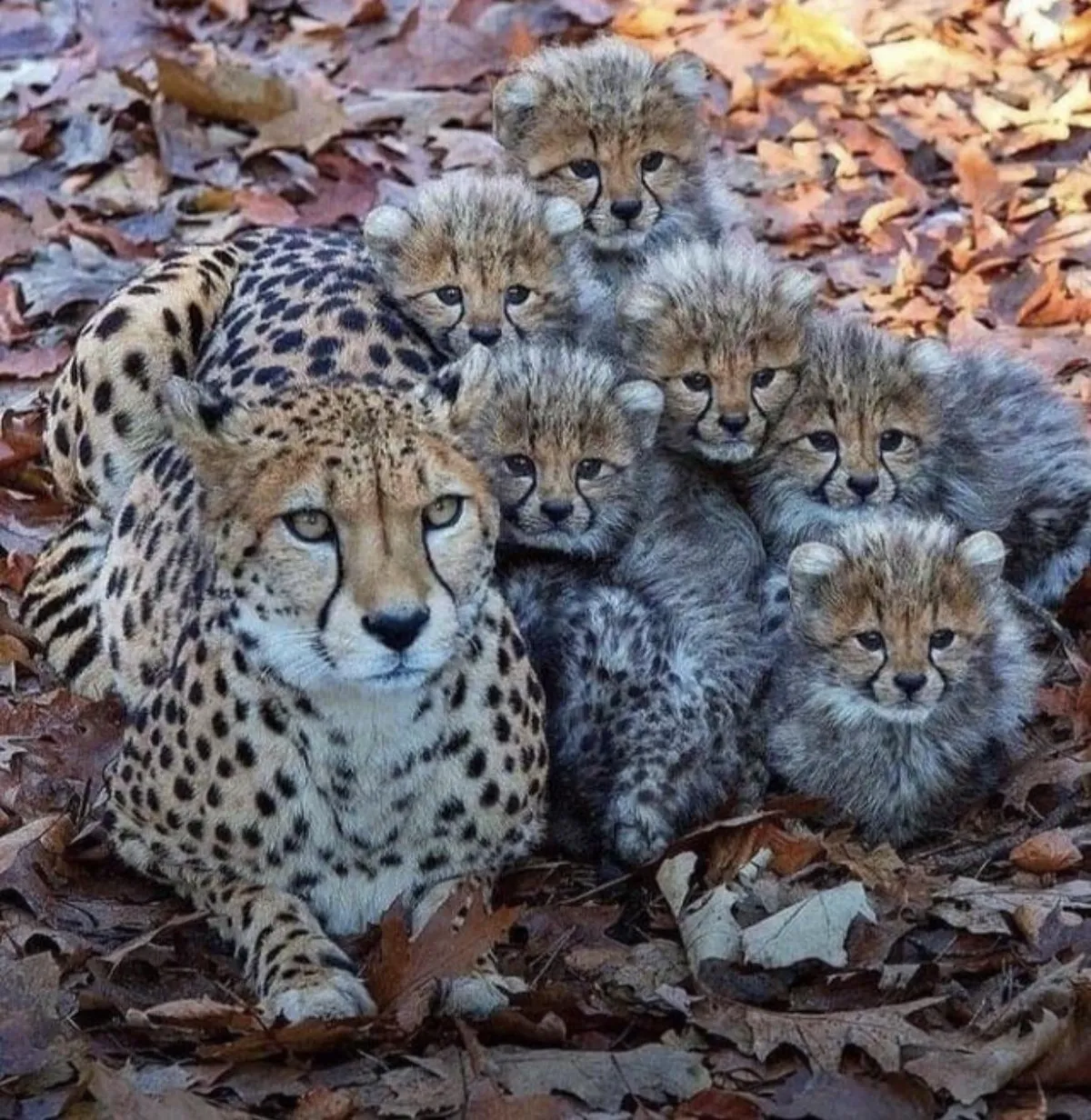 Mama cheetah with her babies,  posing for a pic. 📸