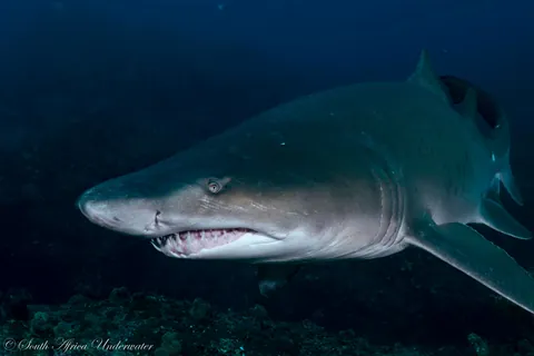 🔥 Raggedtooth/Sand Tiger Sharks today on Aliwal Shoal, South Africa