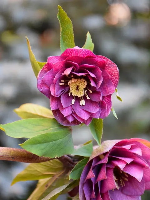 Hellebores from my Serbian garden. 🌸