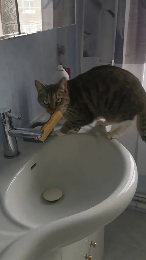 My cat is weirdly obsessed with sponges and turns into a demon if I get closer