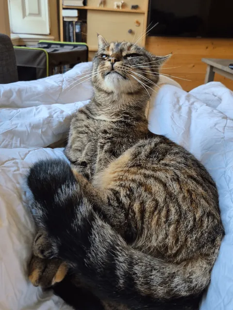 My cat will pause in the middle of grooming to stare into the distance for a few seconds, making the most hilarious faces. I love my adorably weird girl 😍