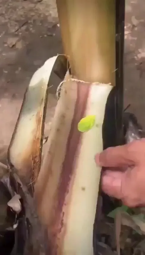 Woow I never expected this.