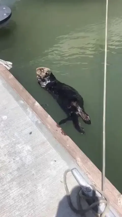 🔥 Sea otter showing off his favorite rock to a fisherman