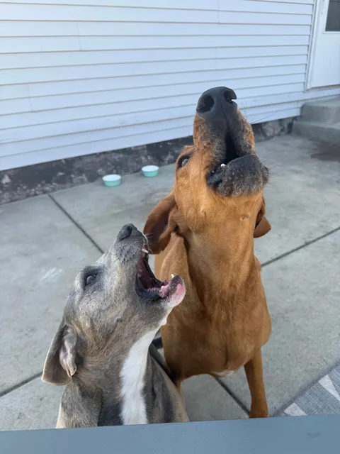 We want to adopt another so bad but don’t want to mess with the dynamic 🥲