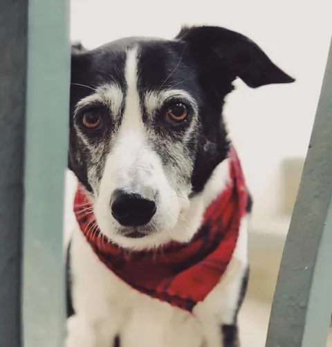 Watch my 20 yo dog slowly turn frosty faced.