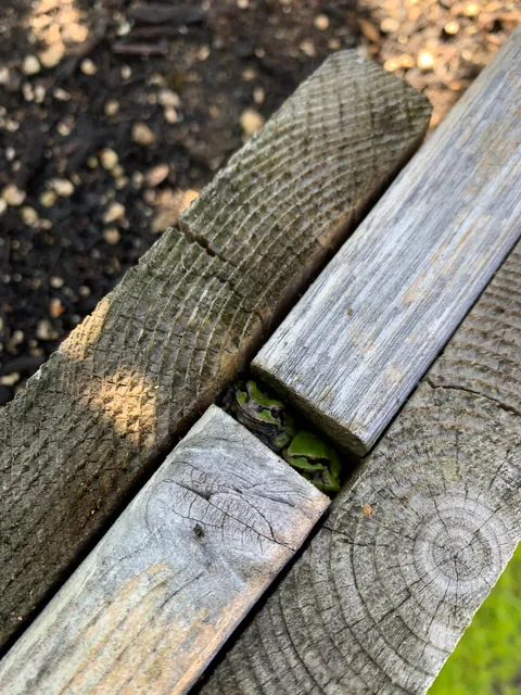 These silly guys have been a highlight of my summer 🐸