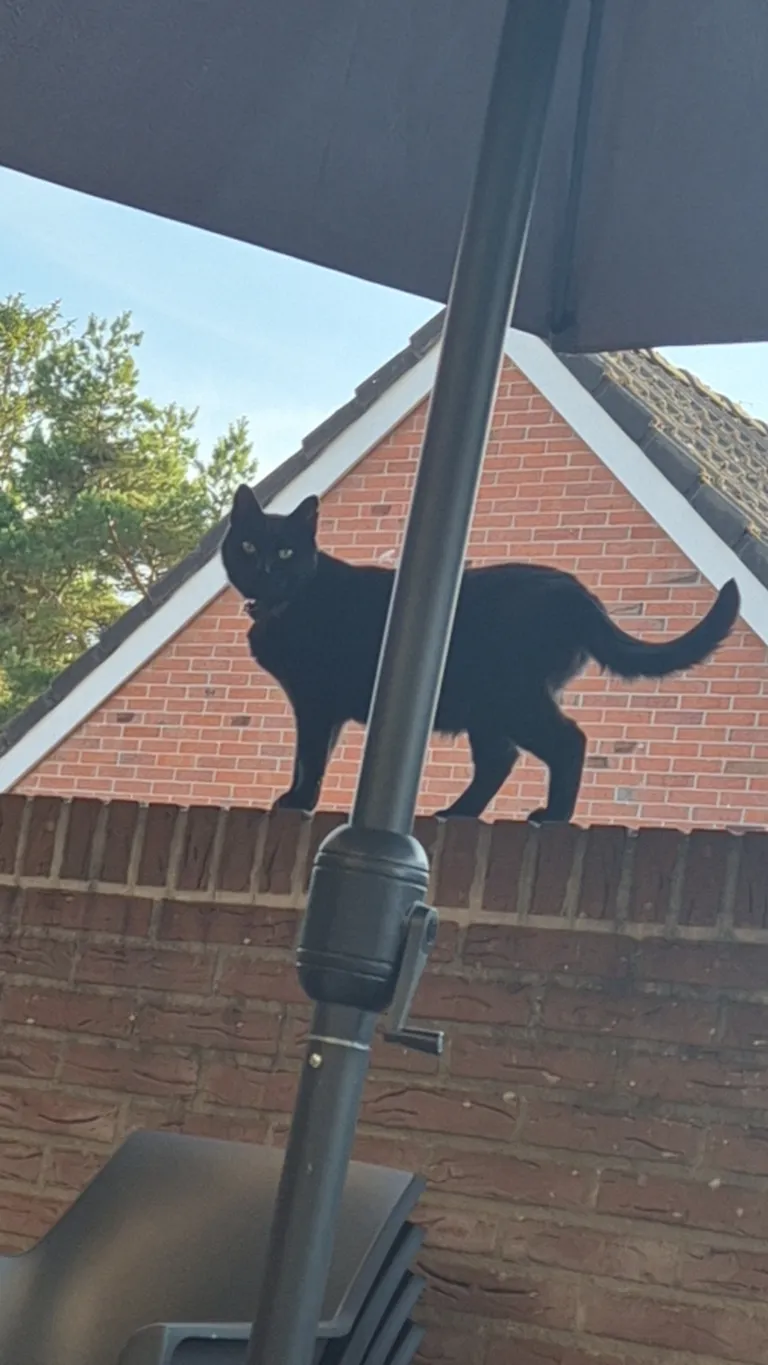 We moved but our cat doesn't like it