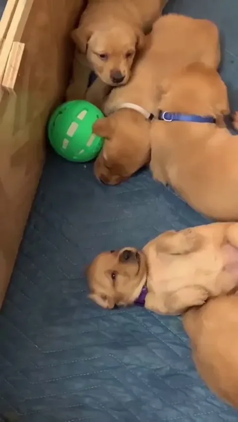 She brought her 8 babies a ball to play but they're still too little